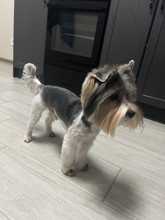 Флокі - хлопчик бівер шукає собі подружку)