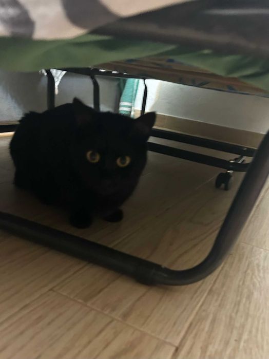 Cama dobrável que abre e fecha.