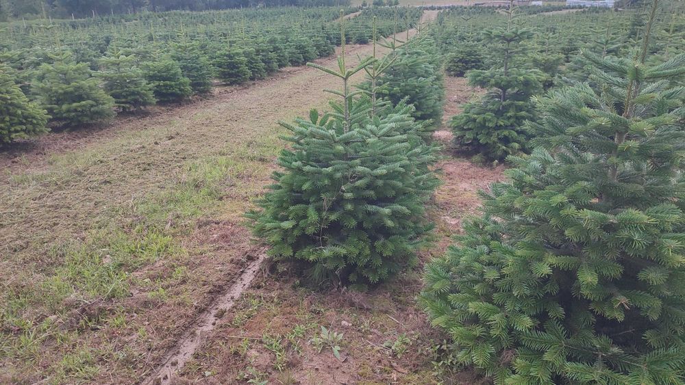 Jodła kaukaska kopana w donicy 60-150 cm choinki PLANTACJA CHOINEK