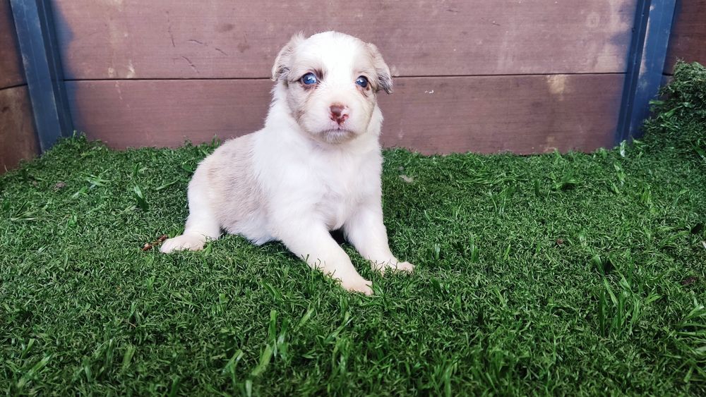 Cachorro border collie