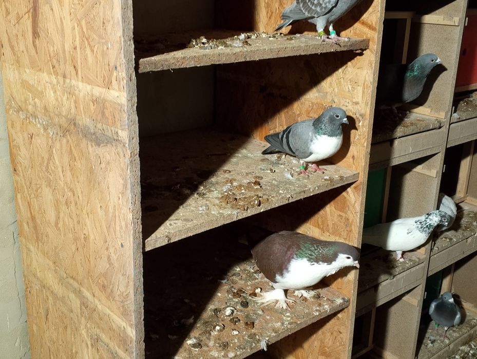 Golebie ozdobne wysokolotne