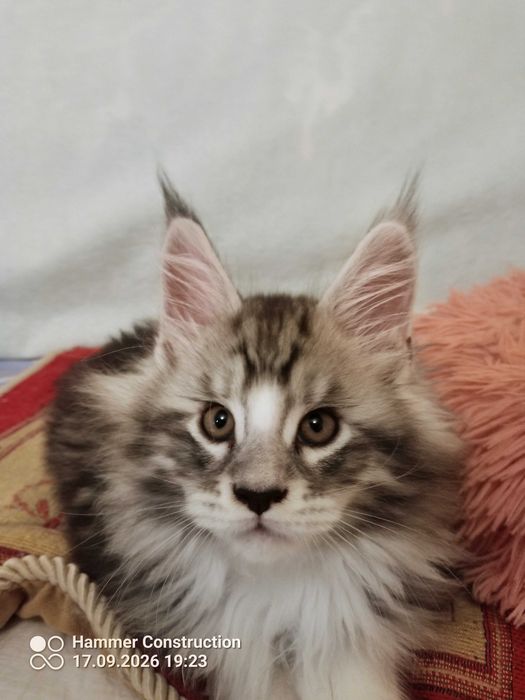 Koteczka Maine Coon