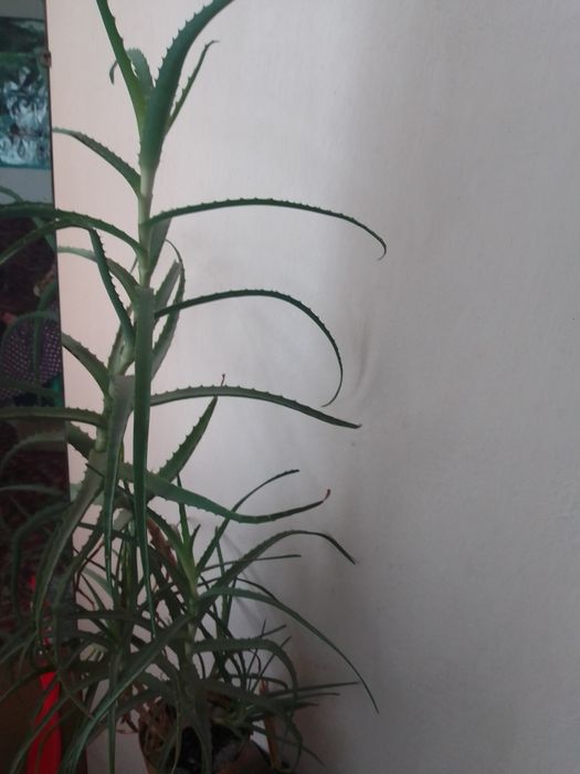 Продам алоє кімнатне.