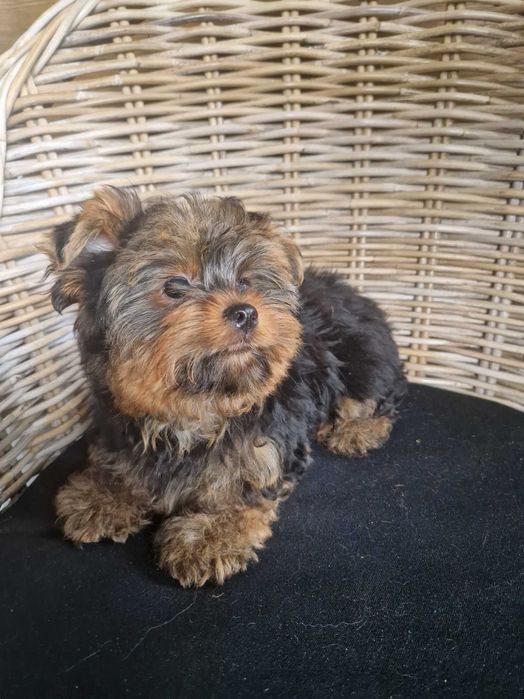Yorkshire Terrier Piesek