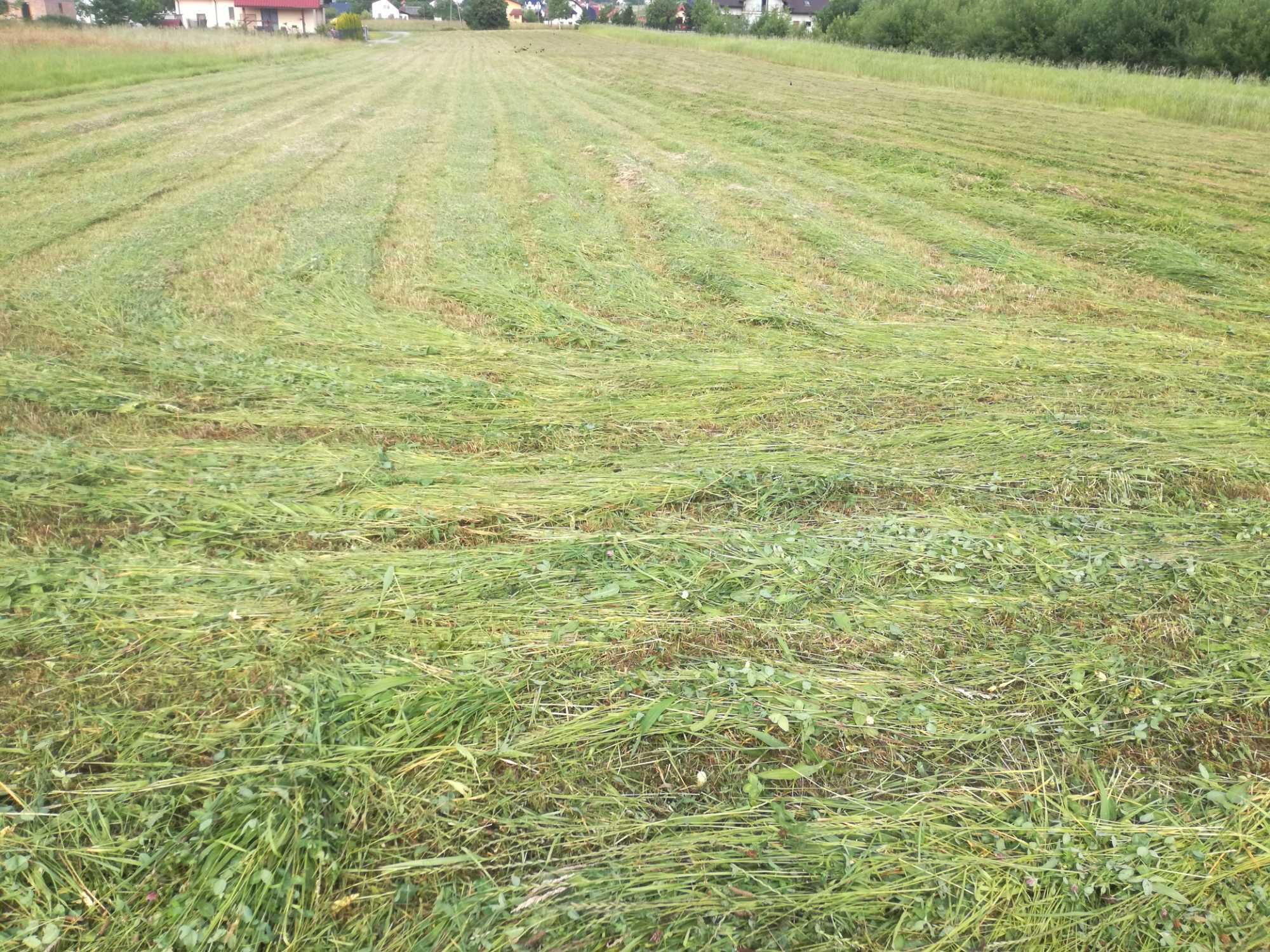Sianko, siano, dla królików, koni, owiec, itp. Okazja! Naszacowice • OLX.pl
