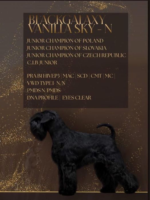 Sznaucer Miniaturowy FCI ZKwP gotowy do odbioru