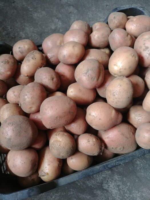 Ziemniaki młode ,jajka