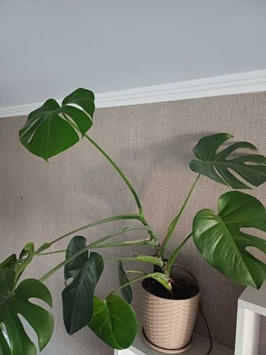 Молодая растущая монстера высотой 80  см