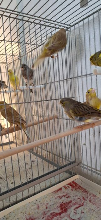 Canários Timbrado Espanhol