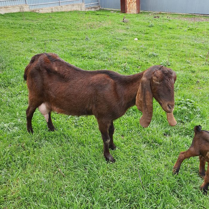 Котная Коза нубо камори %