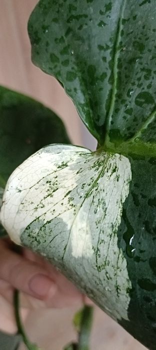 Monstera Jungle  Mint -cięty