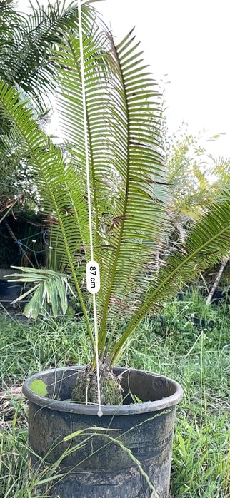 Cyca Dioon Edule Cica