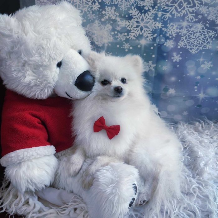 Szpic miniaturowy > młody samiec /paszport/szczepienia/kwarantanna .