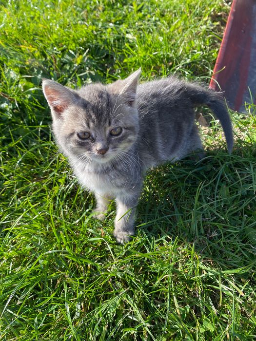 Шотландські кошенята