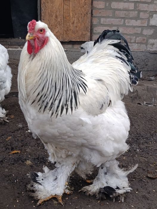 Інкубаційні яйця курей породи Брама світла