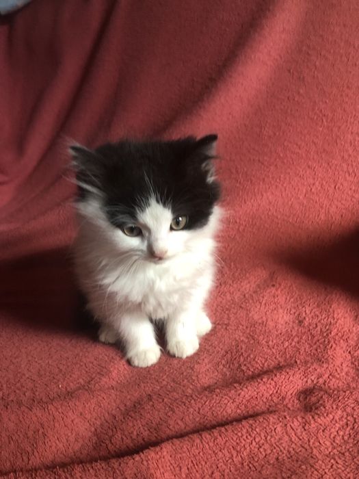 Віддам безкоштовно чарівних кошенят в добрі руки