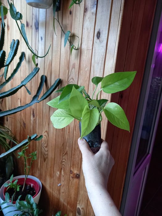 Продаю редкие філодендрони  Лайм,Расписная Леди,Флорида Альба, Ф.Гност