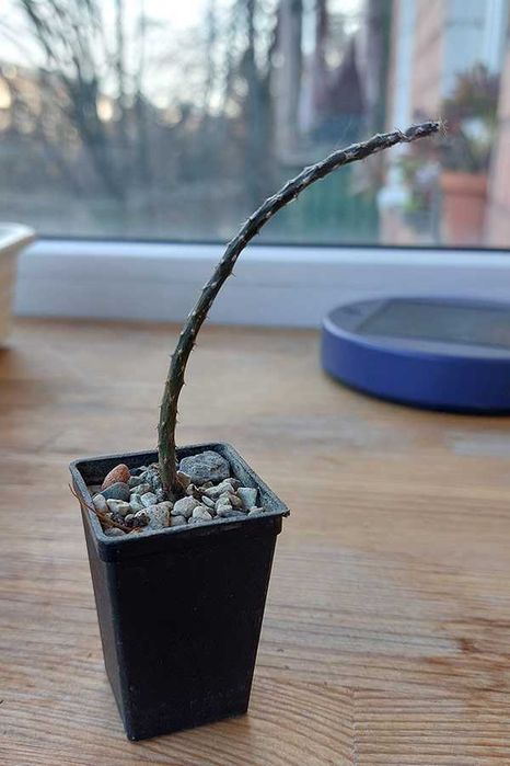 Кактус pterocactus tuberosus