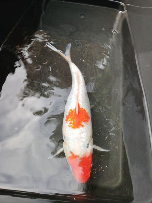 Carpa koi 35/40 cm