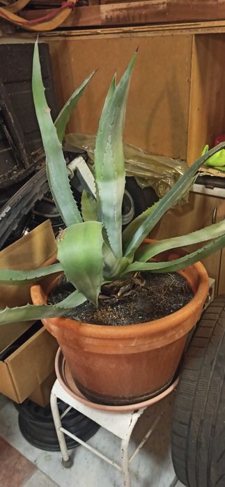 Sprzedam dużą (olbrzym) AGAWĘ agawa