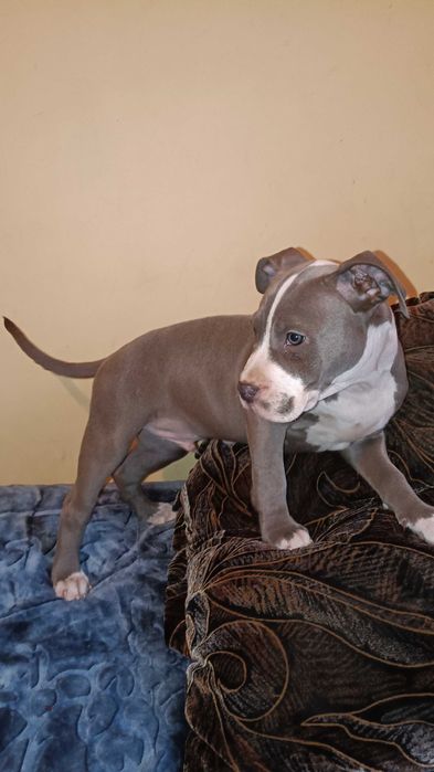 Amstaff błękitny samiec blue