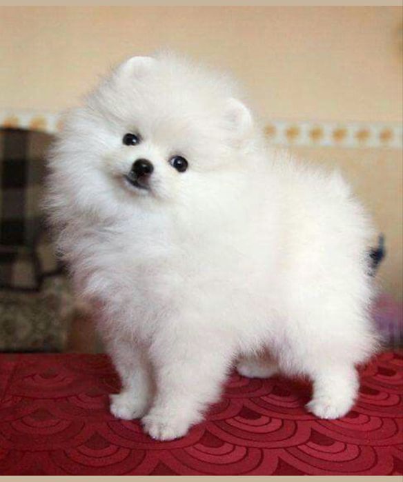 Spitz alemao fantastico