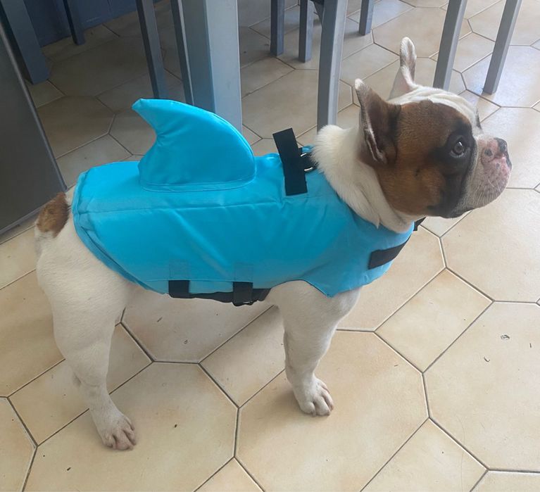 Bóia azul para cão