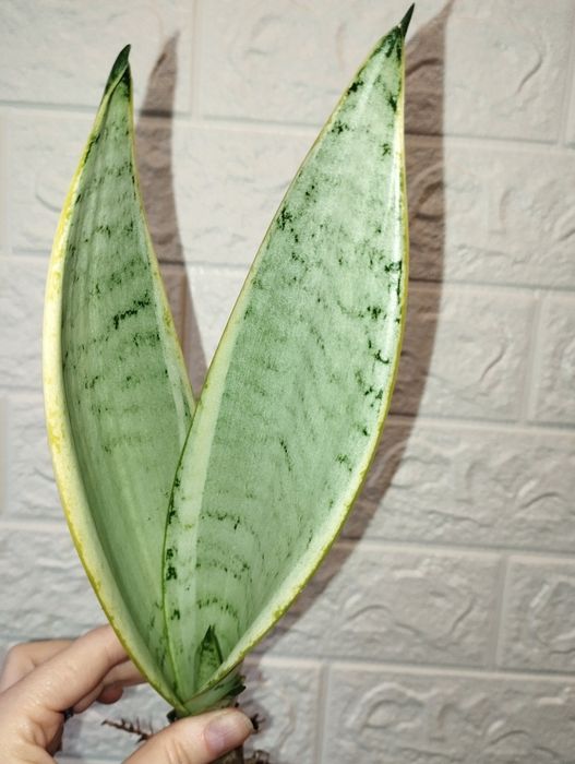 Сансевєрія Перл Янг