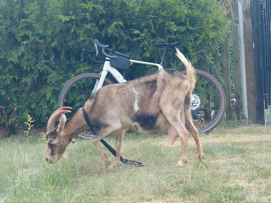 Koza alpejska wysoko  mleczna