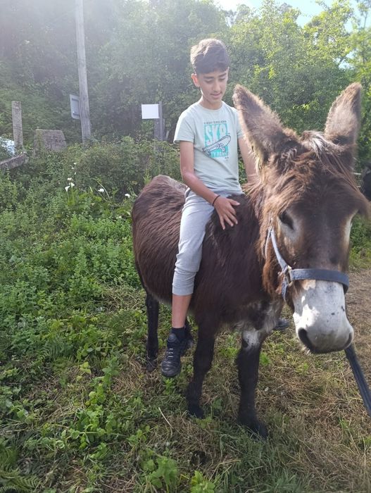 Burrinho mirandês