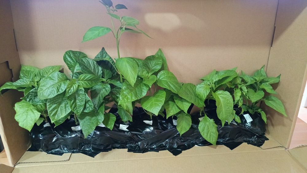 Plantas de Pimenta / Malaguetas raras