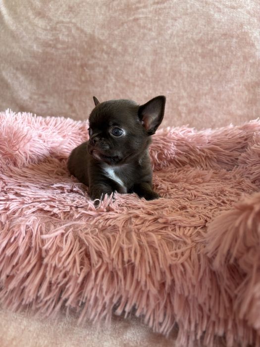 Chihuahua śliczny piesek Bruno