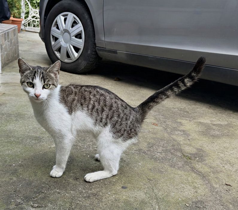 Lubi psy i ludzi! Drobna kotka do adopcji #kot