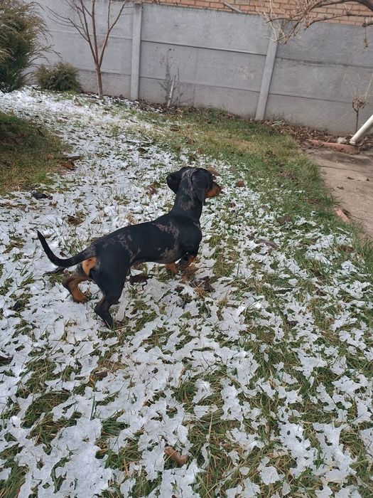 Вязка карликової такси