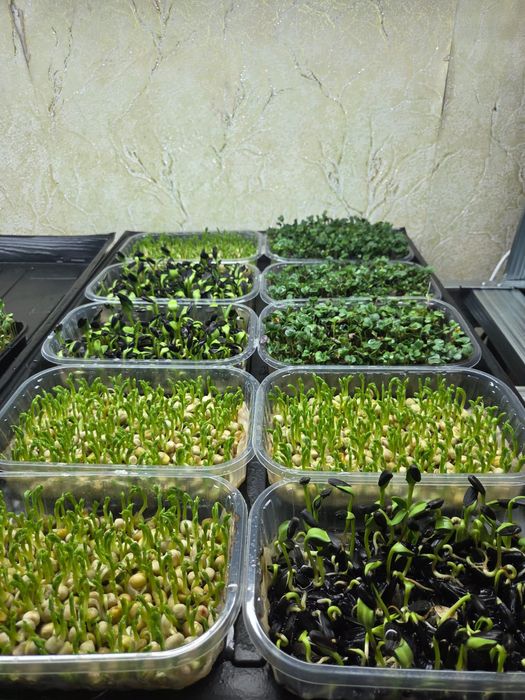 Вітграс та мікрозель