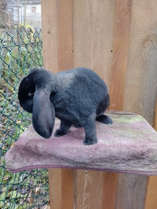 Zamienię na samca BF.