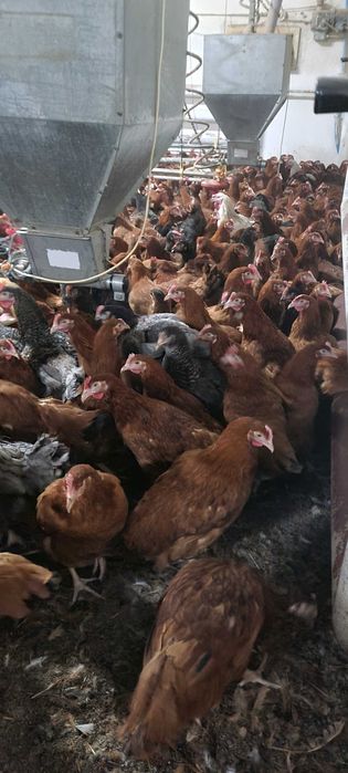 Kury nioski młode Rosa Leghorn z pierwszym jajkiem. Dowóz Gratis.