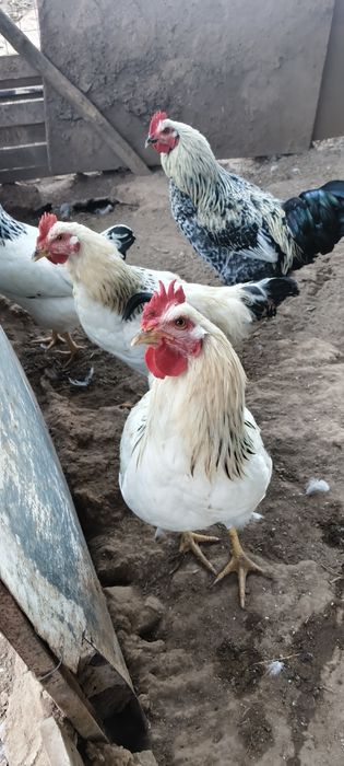 Galo Sussex light