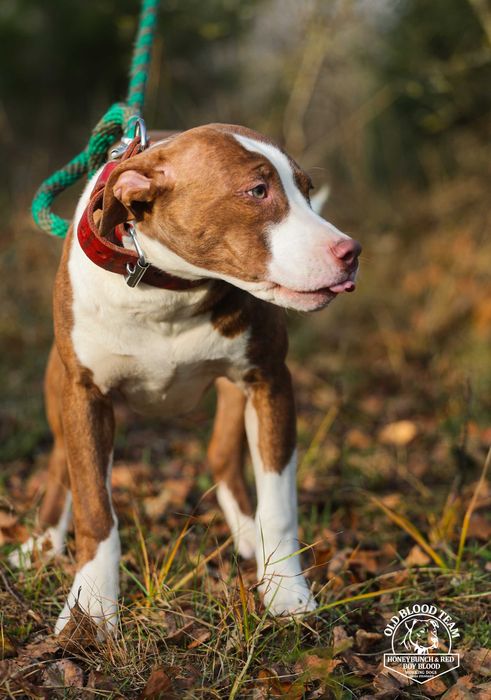 Pit Bull Red Boy- jedyne w Europie import USA