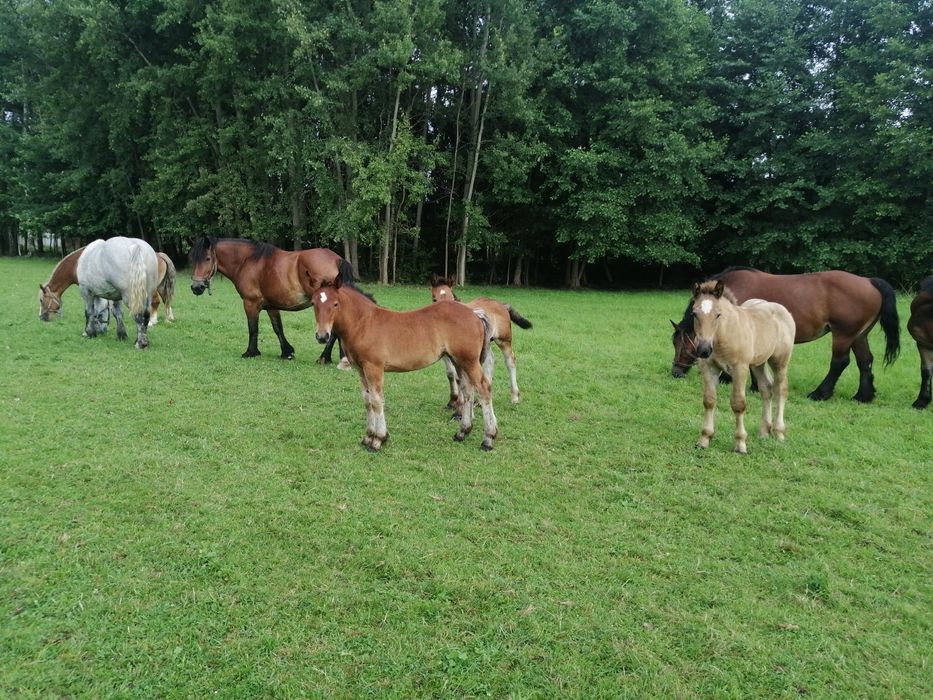 Pilnie Sprzedam !!! klacz kobyła koń konie zimnokrwiste