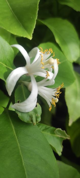 Вкорінені живці плодоносного лимонного дерева