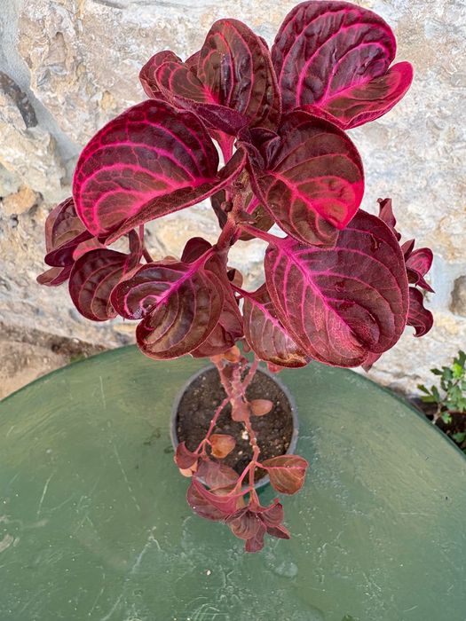 Iresine herbstil 2€