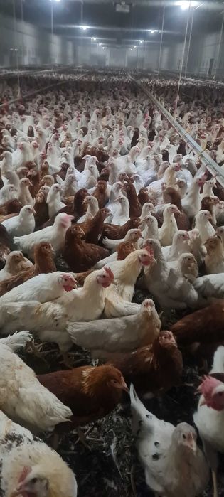 KURY NIOSKI ROSA 1 Kurki z pierwszym jajkiem.Messa Leghorn.25tyg.DOWÓZ
