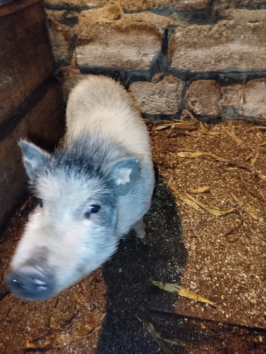 В'єтнамські поросята