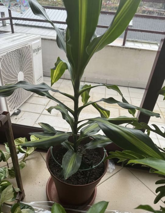 Dracena plantar