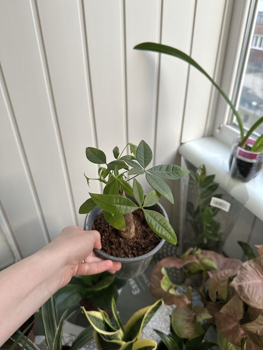 Кімнатні квіти рослини