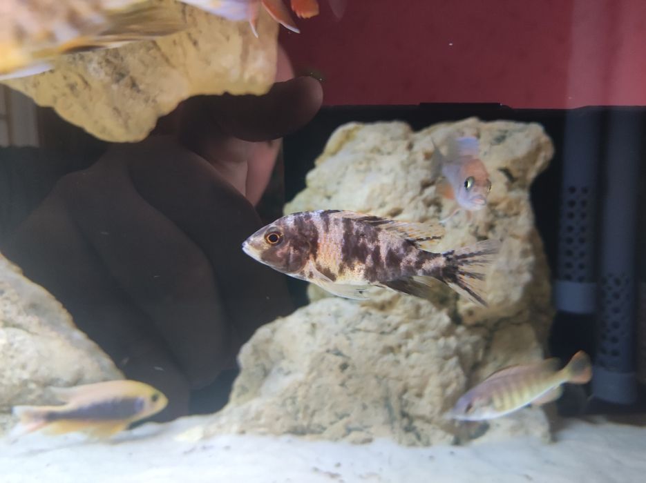 Aulonocara Ob aulonocary