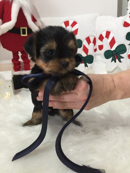 VIP Йорки — Лише 4 цуцика! Ідеальна можливість