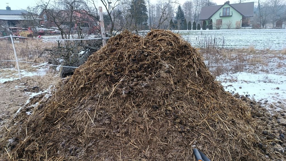 Koński obornik za darmo