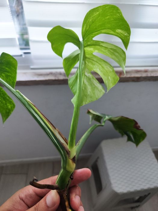 Muda Monstera Variegata